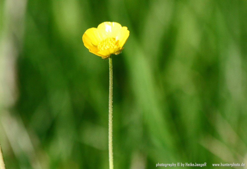 Butterblume