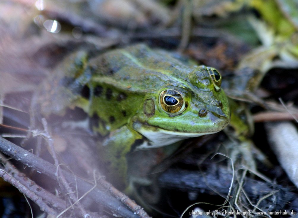 FROSCH