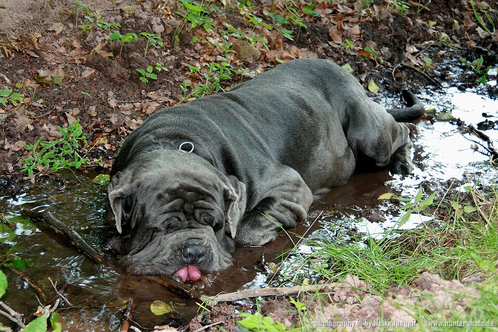 Mastino Neapolitano