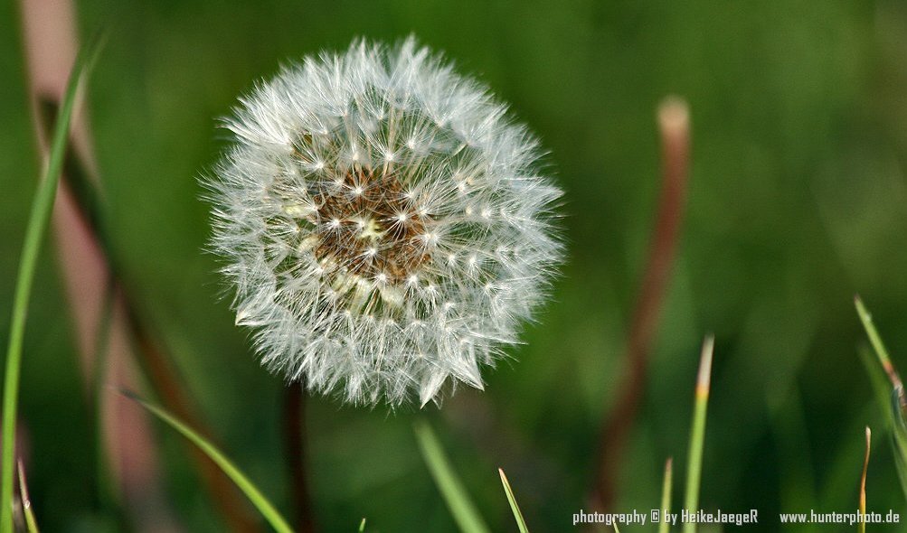 Pusteblume