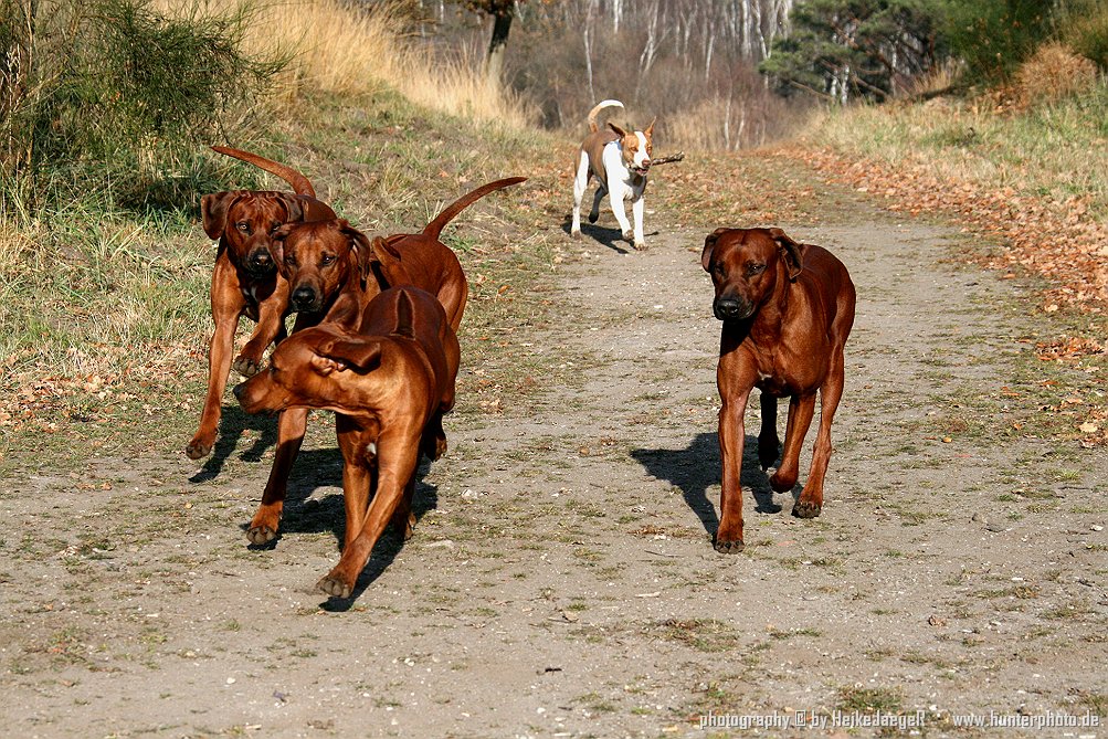 Ridgebacks