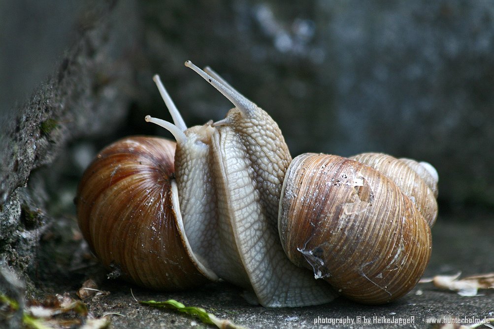 Schnecken