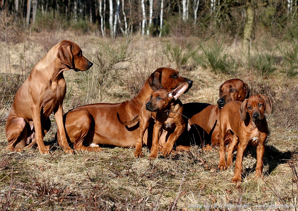 Ridgebacks